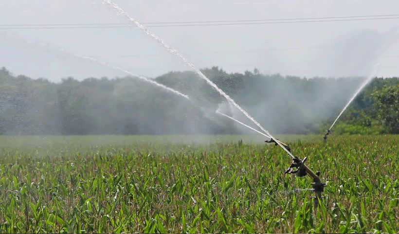 vertical garden Service in Chennai