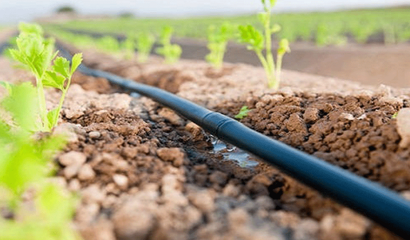 vertical garden Service in Chennai