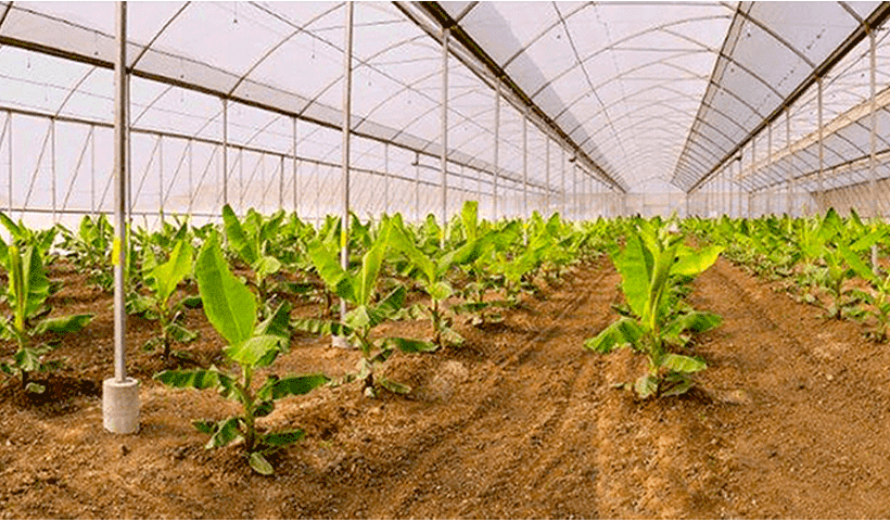 vertical garden Service in Chennai