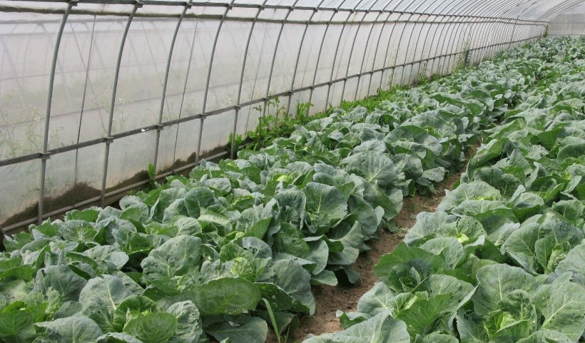 vertical garden Service in Chennai