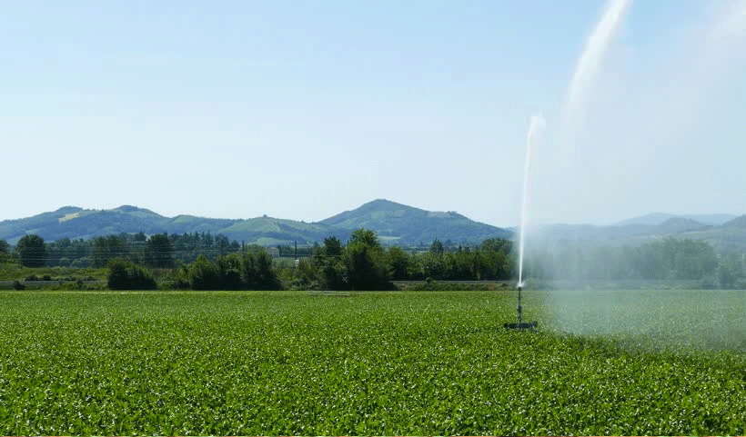 vertical garden Service in Chennai